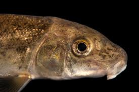 Image result for Catostomus commersonii