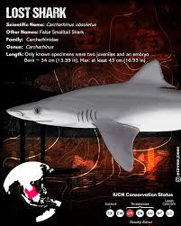 Image result for Carcharhinus isodon