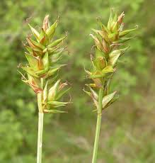 Attēlu rezultāti vaicājumam “Carex spicata”