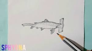 Image result for Sphyrna