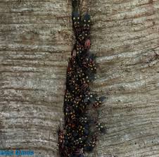 Attēlu rezultāti vaicājumam “Pyrrhocoris apterus imago”