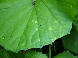 Attēlu rezultāti vaicājumam “Puccinia poarum”