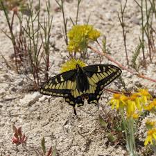 Attēlu rezultāti vaicājumam “Papilio machaon upperside”