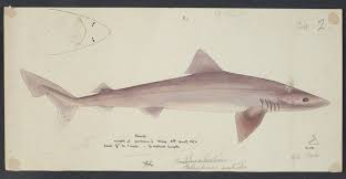 Image result for Galeorhinus galeus