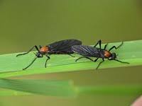 Attēlu rezultāti vaicājumam “Bibionidae”