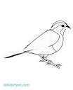 Sparrow coloring page