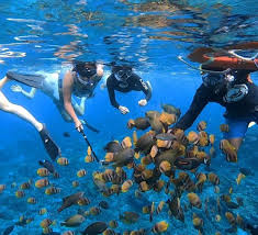 Image result for East Snorkellers