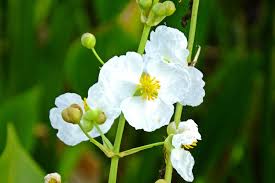 Attēlu rezultāti vaicājumam “Sagittaria sagittifolia flower”