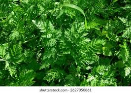 Attēlu rezultāti vaicājumam “Anthriscus sylvestris leaf”