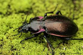 Attēlu rezultāti vaicājumam “Carabus nemoralis”