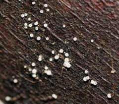 Attēlu rezultāti vaicājumam “Lasiosphaeria ovina spores”