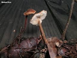 Attēlu rezultāti vaicājumam “Auriscalpium vulgare”