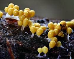 Attēlu rezultāti vaicājumam “Symphytocarpus flaccidus young”