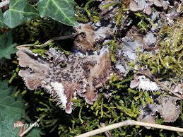 Attēlu rezultāti vaicājumam “Peltigera praetextata”