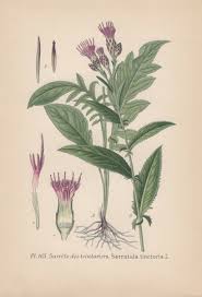 Attēlu rezultāti vaicājumam “Serratula tinctoria”