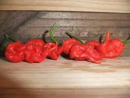 Afbeeldingsresultaat voor red fratali hot pepper
