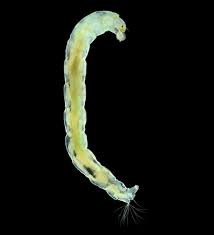 Attēlu rezultāti vaicājumam “Chironomidae imago”