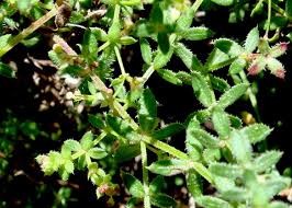 Attēlu rezultāti vaicājumam “Galium schultesii flower”