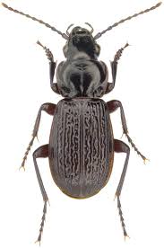 Attēlu rezultāti vaicājumam “Pterostichus melanarius”