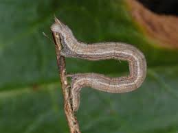 Attēlu rezultāti vaicājumam “Siona lineata”