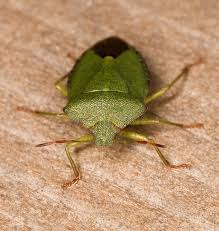 Attēlu rezultāti vaicājumam “Palomena prasina imago”