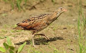 Image result for Crex crex