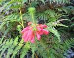 File:Fynbos at Newlands Forest Erica flower 5.JPG - Wikimedia Commons