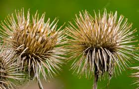 Attēlu rezultāti vaicājumam “Arctium lappa fruit”