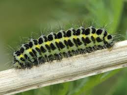 Attēlu rezultāti vaicājumam “Zygaena lonicerae”