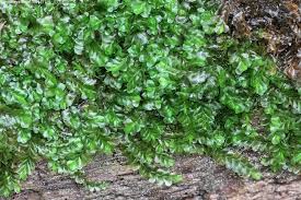 Attēlu rezultāti vaicājumam “Jungermannia leiantha”