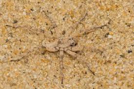 Attēlu rezultāti vaicājumam “Lycosidae”