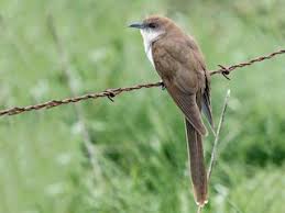 Image result for Coccyzus erythropthalmus