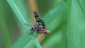 Attēlu rezultāti vaicājumam “Trypetoptera punctulata”