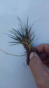 Attēlu rezultāti vaicājumam “Poa trivialis leaf”