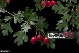 Attēlu rezultāti vaicājumam “Crataegus macracantha fruit”