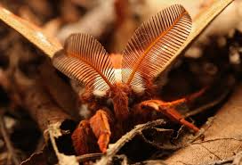 Attēlu rezultāti vaicājumam “Comatricha elegans stalked”