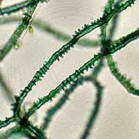 Attēlu rezultāti vaicājumam “Physarum flavicomum”