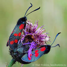 Attēlu rezultāti vaicājumam “Zygaenidae”