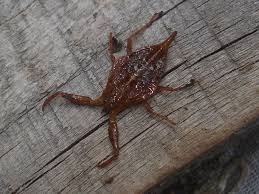 Attēlu rezultāti vaicājumam “Nepa cinerea”