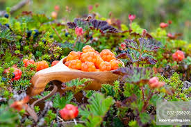 Attēlu rezultāti vaicājumam “Rubus chamaemorus”