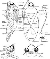 Attēlu rezultāti vaicājumam “Miridae”