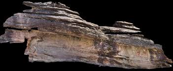 Image result for "Selva Pascuala"