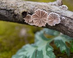 Attēlu rezultāti vaicājumam “Metatrichia vesparia stalked”