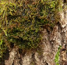 Attēlu rezultāti vaicājumam “Frullania tamarisci macro”