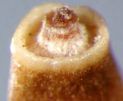 Attēlu rezultāti vaicājumam “Cirsium arvense fruit”