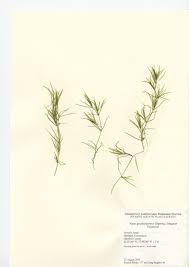 Attēlu rezultāti vaicājumam “Najadaceae”