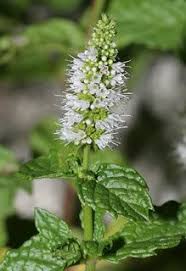 Attēlu rezultāti vaicājumam “Mentha spicata flower”