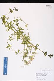 Attēlu rezultāti vaicājumam “Galium aparine”