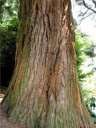 Image result for Mammutbaum