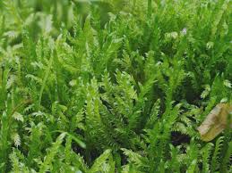 Attēlu rezultāti vaicājumam “Breidleria pratensis”